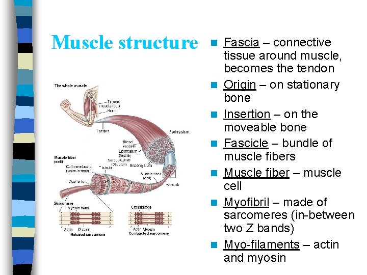 Muscle structure n n n n Fascia – connective tissue around muscle, becomes the