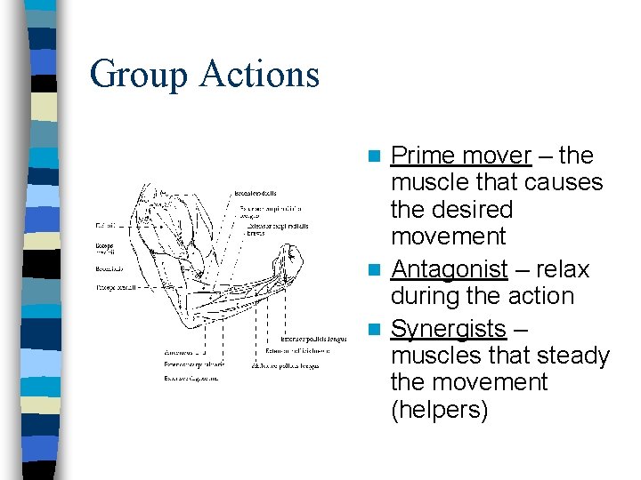 Group Actions Prime mover – the muscle that causes the desired movement n Antagonist