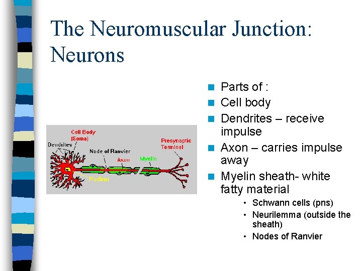 The Neuromuscular Junction: Neurons n n n Parts of : Cell body Dendrites –