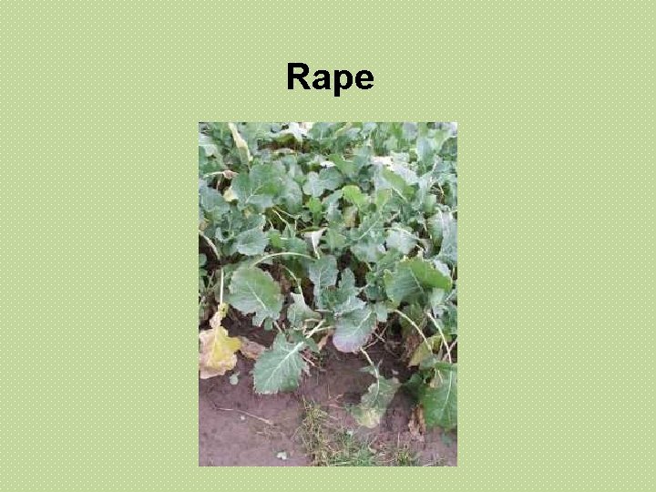 Rape Rape