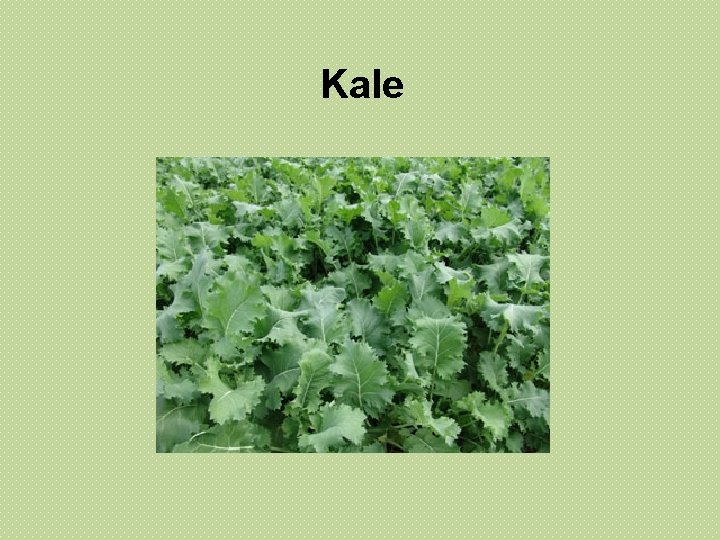 Kale Kale
