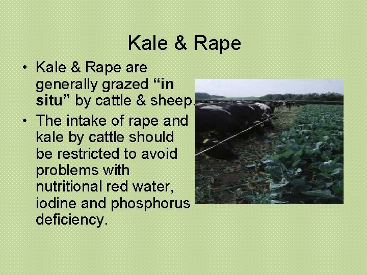 Kale & Rape • Kale & Rape are generally grazed “in situ” by cattle Kale & Rape • Kale & Rape are generally grazed “in situ” by cattle
