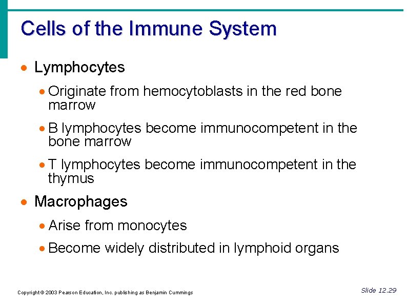 Cells of the Immune System Lymphocytes Originate from hemocytoblasts in the red bone marrow