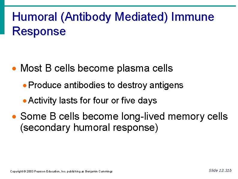 Humoral (Antibody Mediated) Immune Response Most B cells become plasma cells Produce antibodies to