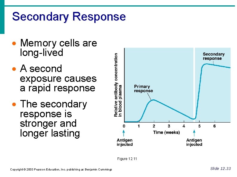 Secondary Response Memory cells are long-lived A second exposure causes a rapid response The