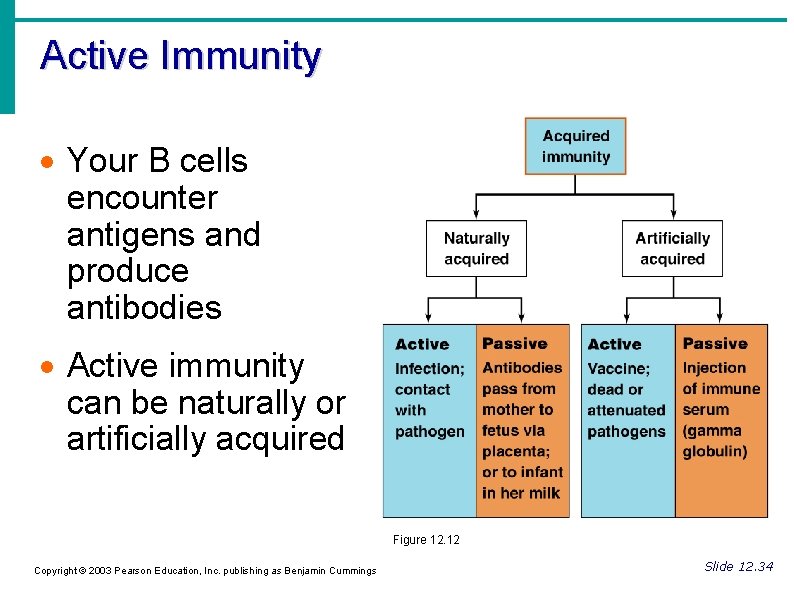 Active Immunity Your B cells encounter antigens and produce antibodies Active immunity can be