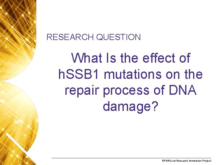 RESEARCH QUESTION What Is the effect of h. SSB 1 mutations on the repair