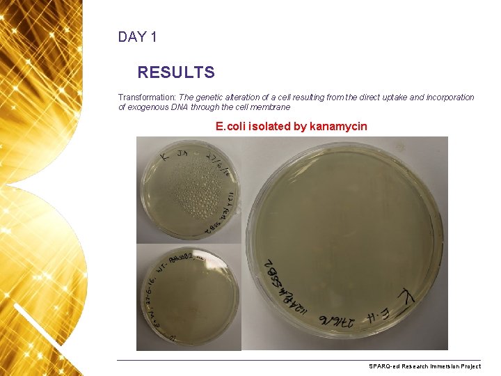 DAY 1 RESULTS Transformation: The genetic alteration of a cell resulting from the direct