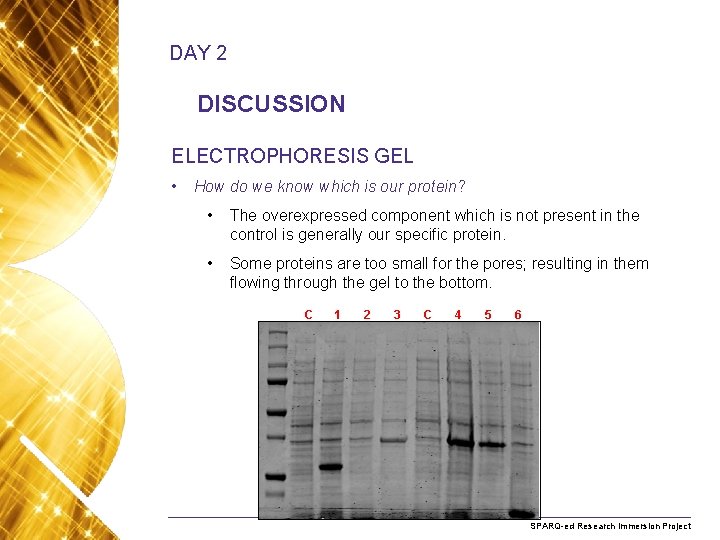 DAY 2 DISCUSSION ELECTROPHORESIS GEL • How do we know which is our protein?