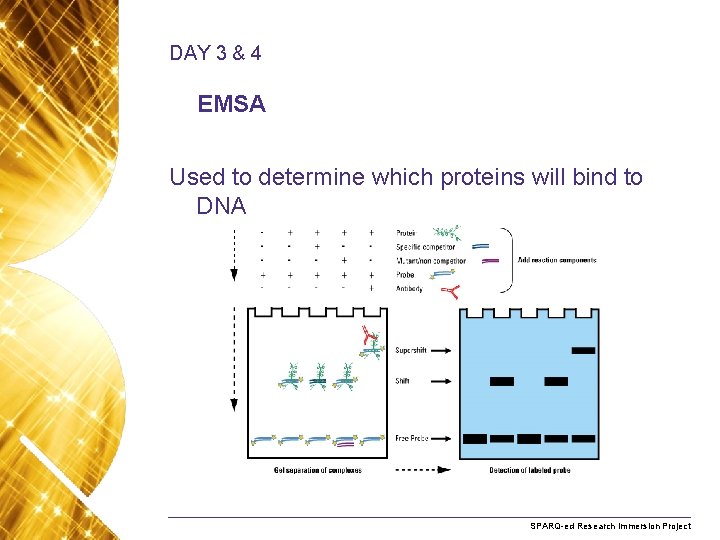 DAY 3 & 4 EMSA Used to determine which proteins will bind to DNA