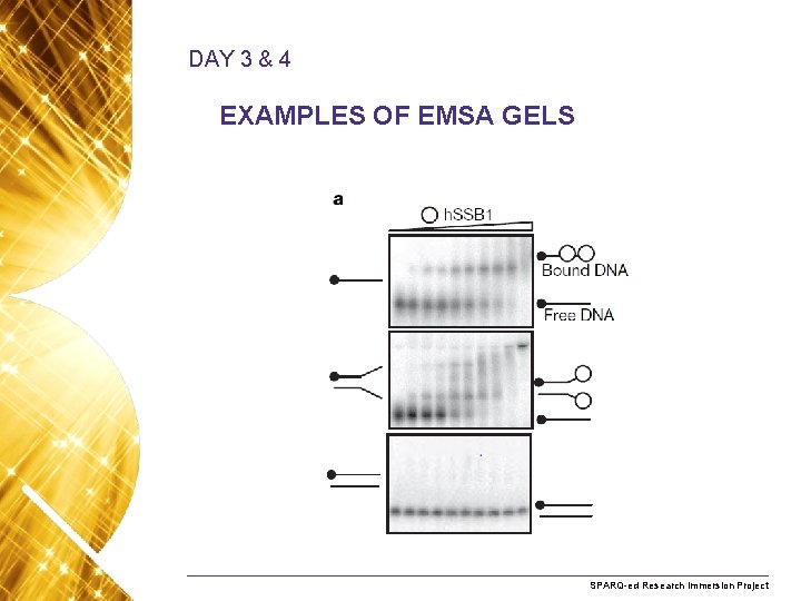 DAY 3 & 4 EXAMPLES OF EMSA GELS Name. Research of presentation Month 2008