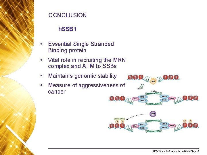 CONCLUSION h. SSB 1 • Essential Single Stranded Binding protein • Vital role in