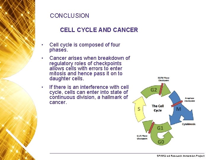 CONCLUSION CELL CYCLE AND CANCER • Cell cycle is composed of four phases. •