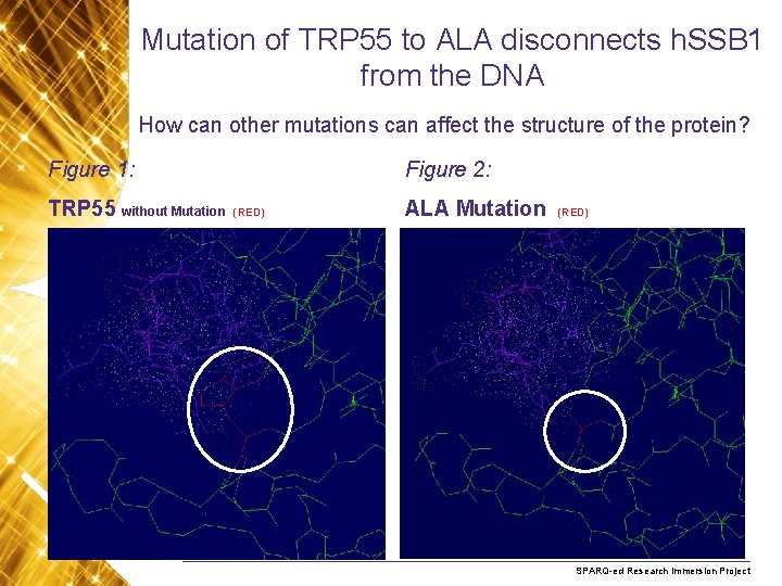 Mutation of TRP 55 to ALA disconnects h. SSB 1 from the DNA How