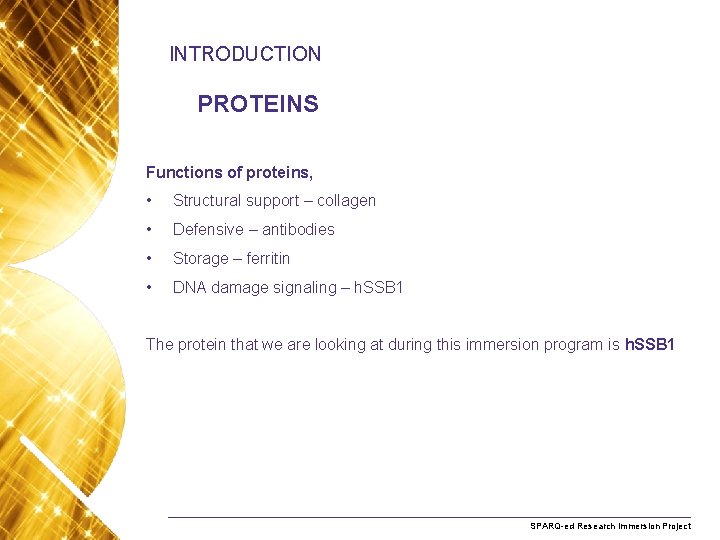 INTRODUCTION PROTEINS Functions of proteins, • Structural support – collagen • Defensive – antibodies