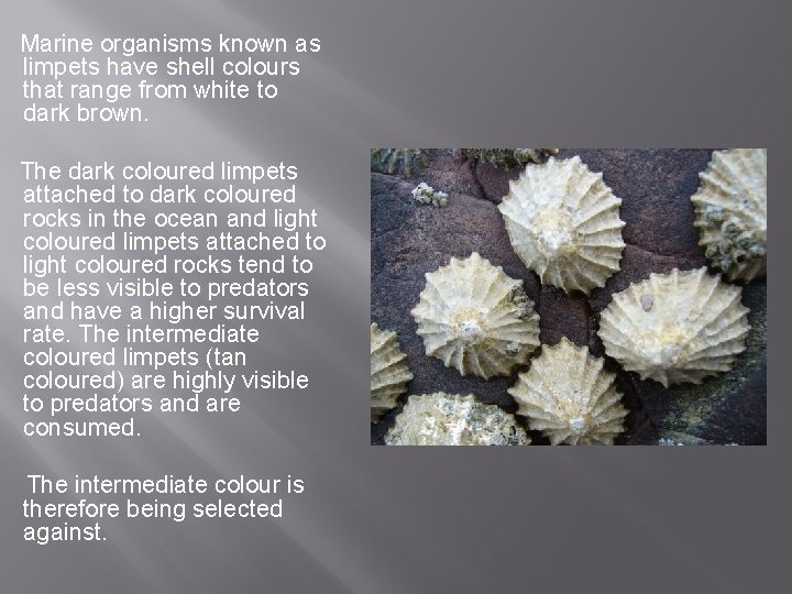 Marine organisms known as limpets have shell colours that range from white to dark