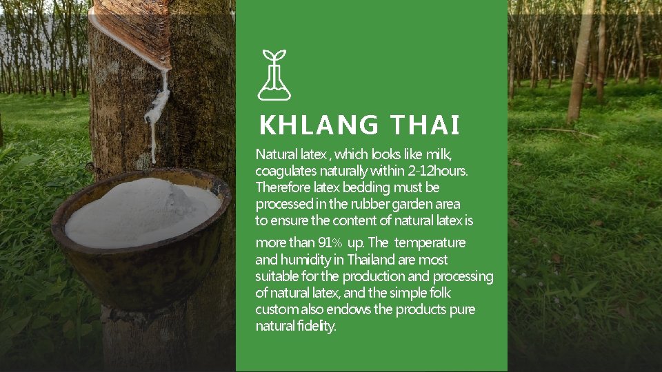 KHLANG THAI Natural latex , which looks like milk, coagulates naturally within 2 -12