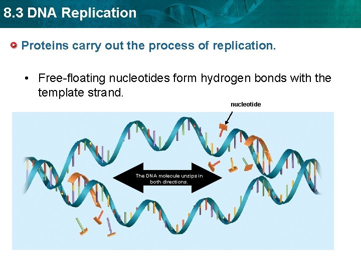 8. 3 DNA Replication Proteins carry out the process of replication. • Free-floating nucleotides