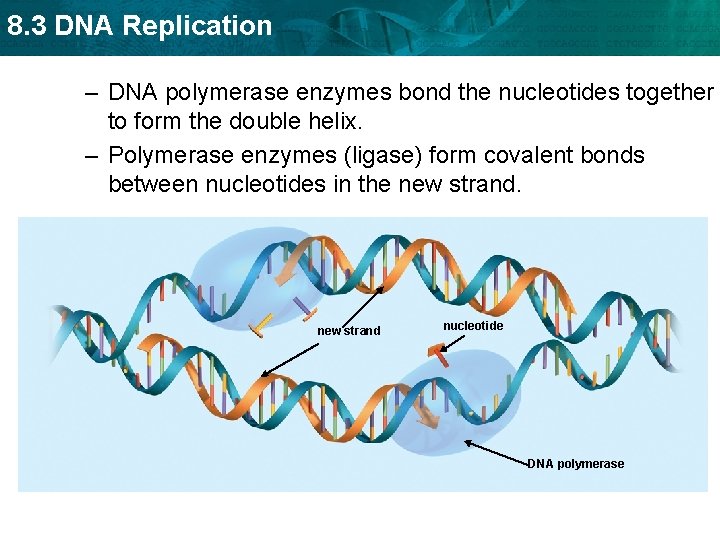 8. 3 DNA Replication – DNA polymerase enzymes bond the nucleotides together to form