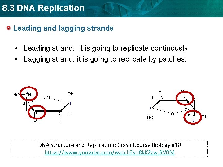 8. 3 DNA Replication Leading and lagging strands • Leading strand: it is going