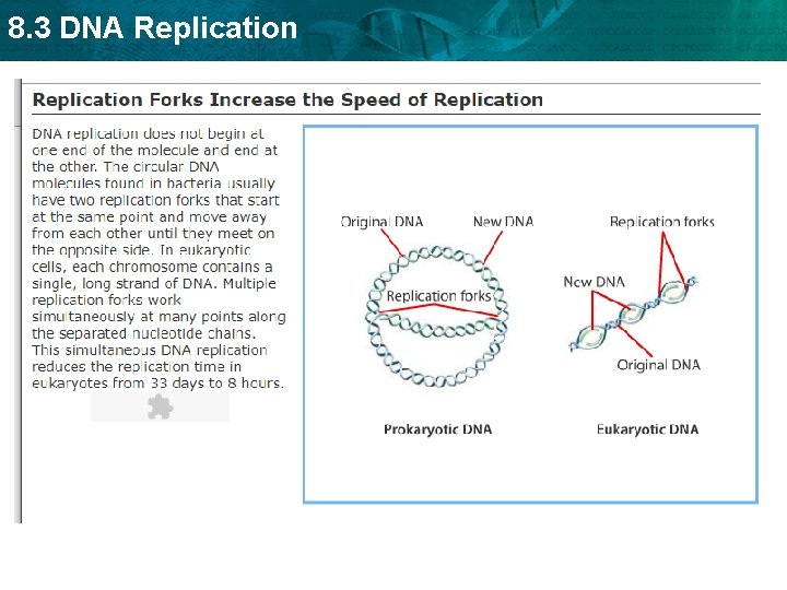 8. 3 DNA Replication 