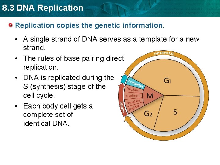 8. 3 DNA Replication copies the genetic information. • A single strand of DNA