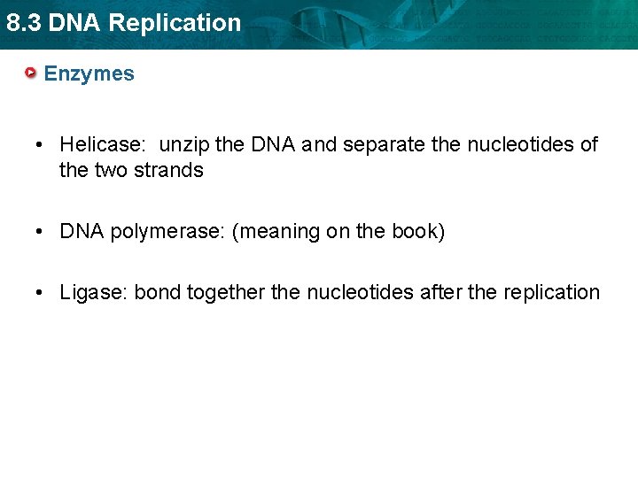 8. 3 DNA Replication Enzymes • Helicase: unzip the DNA and separate the nucleotides