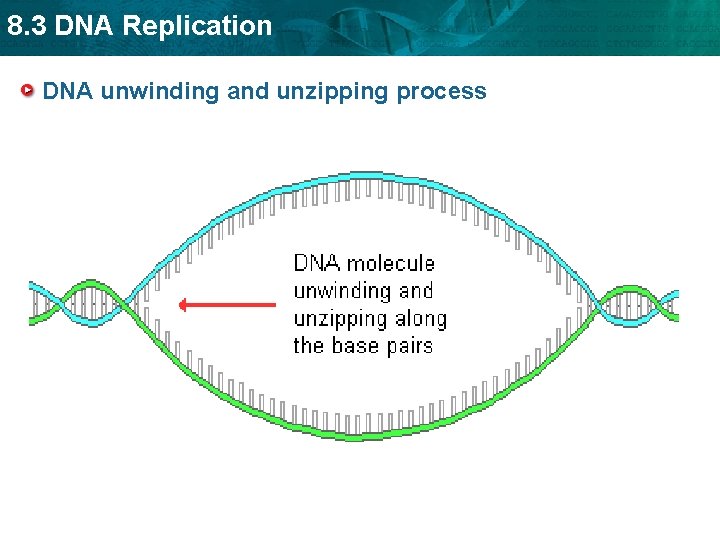 8. 3 DNA Replication DNA unwinding and unzipping process 