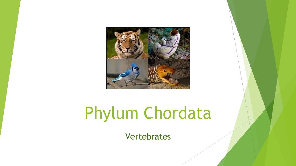 Phylum Chordata Vertebrates 