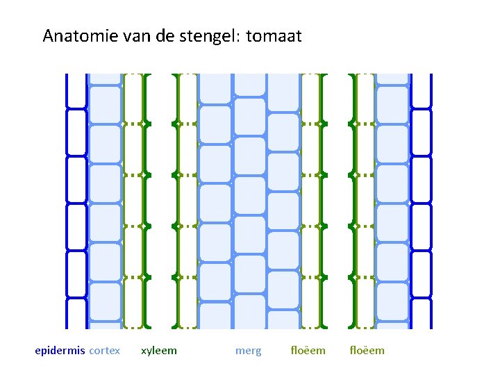 Anatomie van de stengel: tomaat epidermis cortex xyleem merg floëem 