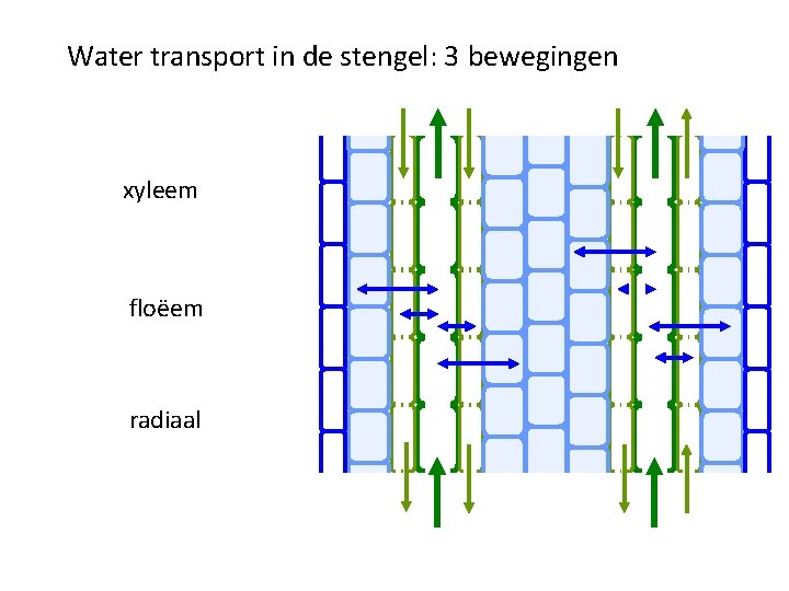 Water transport in de stengel: 3 bewegingen xyleem floëem radiaal 