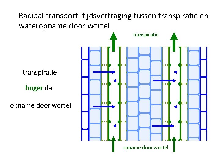 Radiaal transport: tijdsvertraging tussen transpiratie en wateropname door wortel transpiratie hoger dan opname door