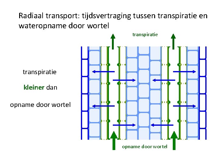 Radiaal transport: tijdsvertraging tussen transpiratie en wateropname door wortel transpiratie kleiner dan opname door