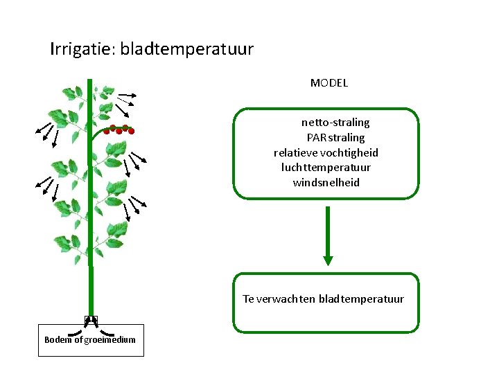 Irrigatie: bladtemperatuur MODEL netto-straling PAR straling relatieve vochtigheid luchttemperatuur windsnelheid Te verwachten bladtemperatuur Bodem