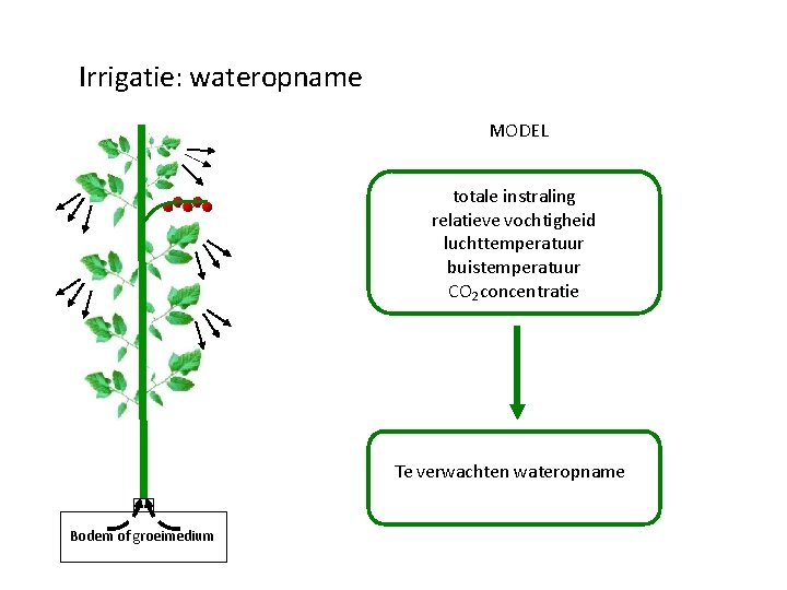 Irrigatie: wateropname MODEL totale instraling relatieve vochtigheid luchttemperatuur buistemperatuur CO 2 concentratie Te verwachten