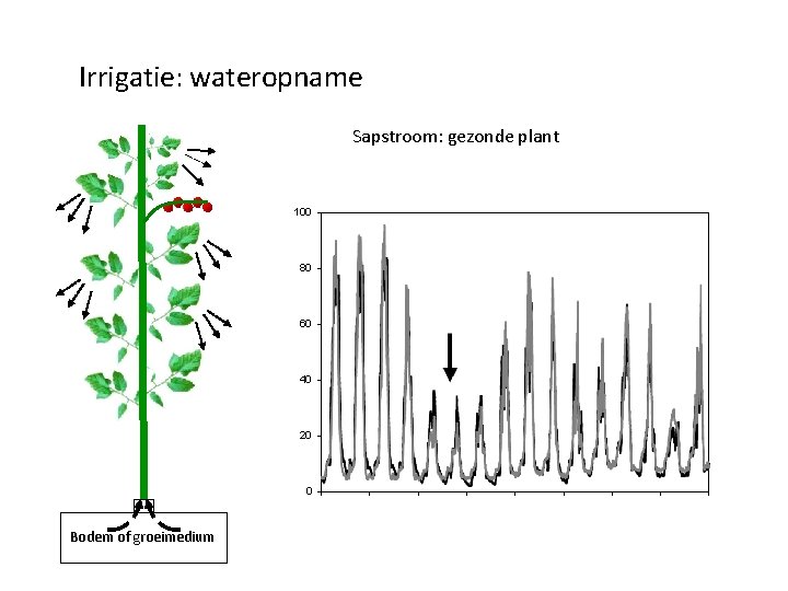 Irrigatie: wateropname Sapstroom: gezonde plant 100 80 60 40 20 0 Bodem of groeimedium