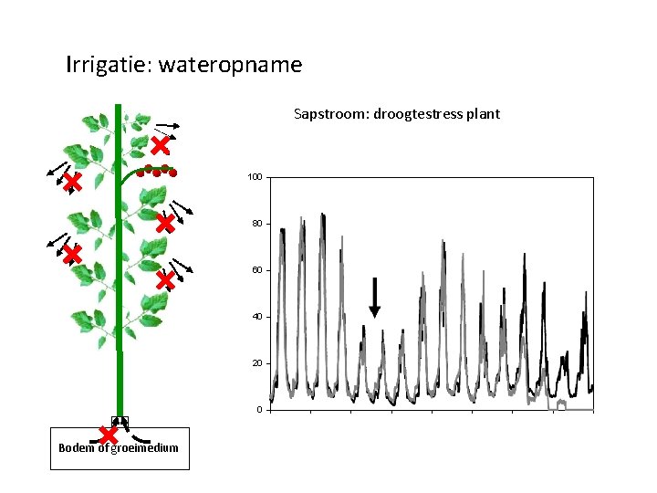 Irrigatie: wateropname Sapstroom: droogtestress plant 100 80 60 40 20 0 Bodem of groeimedium
