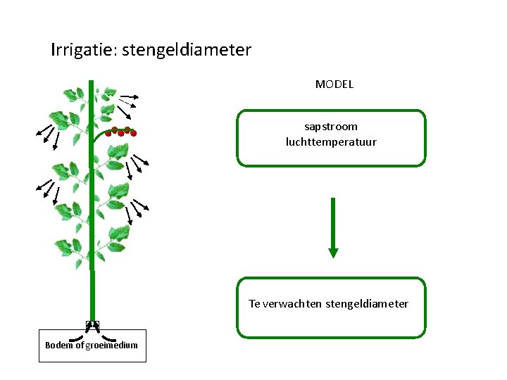 Irrigatie: stengeldiameter MODEL sapstroom luchttemperatuur Te verwachten stengeldiameter Bodem of groeimedium 