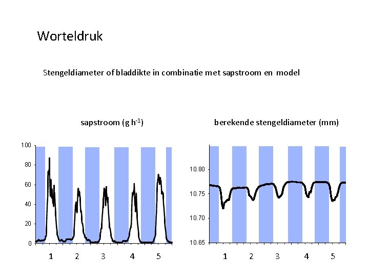 Worteldruk Stengeldiameter of bladdikte in combinatie met sapstroom en model sapstroom (g h-1) berekende