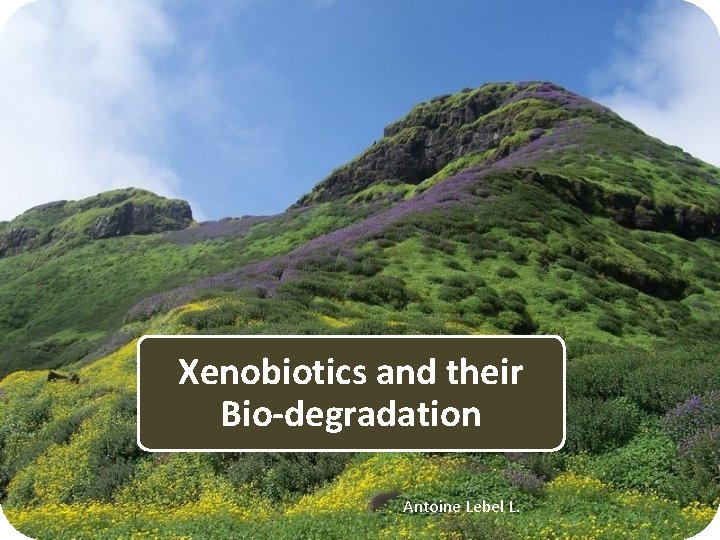 Xenobiotics and their Bio-degradation Antoine Lebel L. 