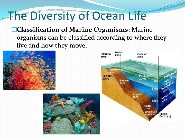 The Diversity of Ocean Life �Classification of Marine Organisms: Marine organisms can be classified