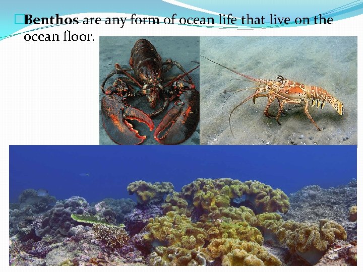 �Benthos are any form of ocean life that live on the ocean floor. 