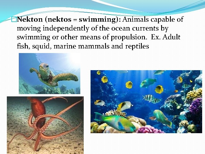 �Nekton (nektos = swimming): Animals capable of moving independently of the ocean currents by