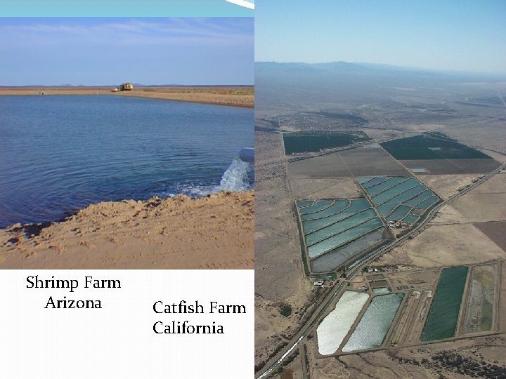 Shrimp Farm Arizona Catfish Farm California 