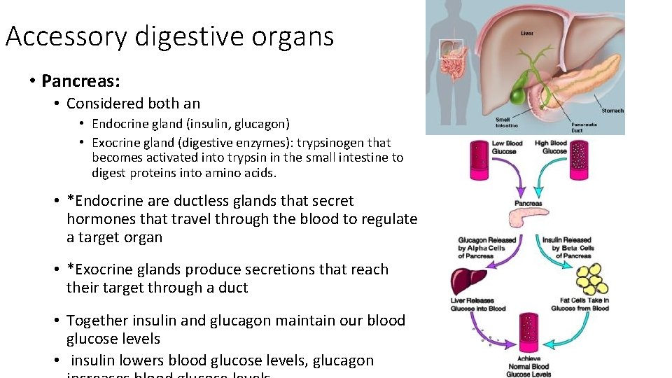 Accessory digestive organs • Pancreas: • Considered both an • Endocrine gland (insulin, glucagon)