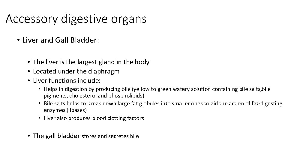 Accessory digestive organs • Liver and Gall Bladder: • The liver is the largest