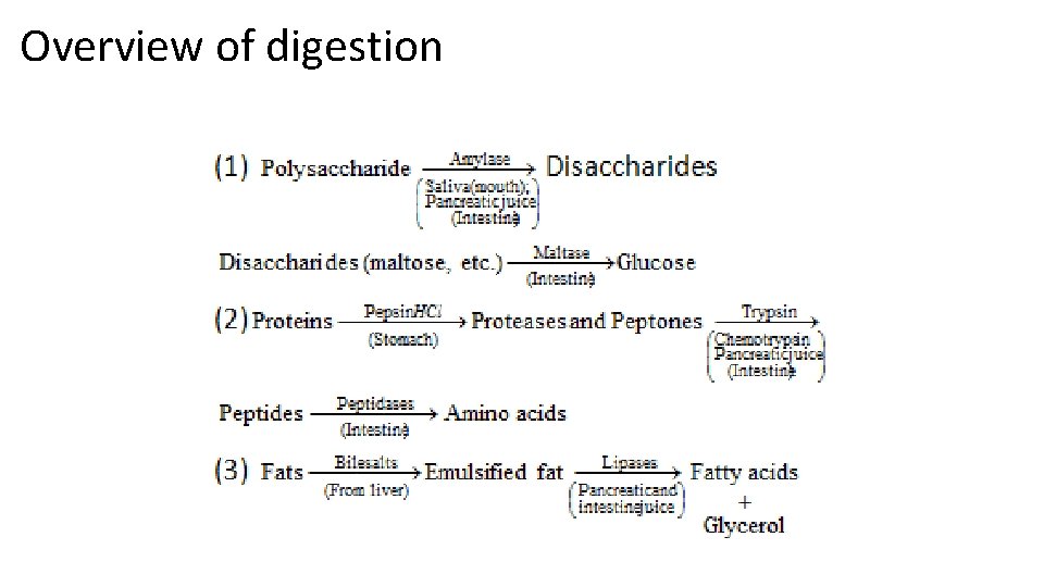 Overview of digestion 