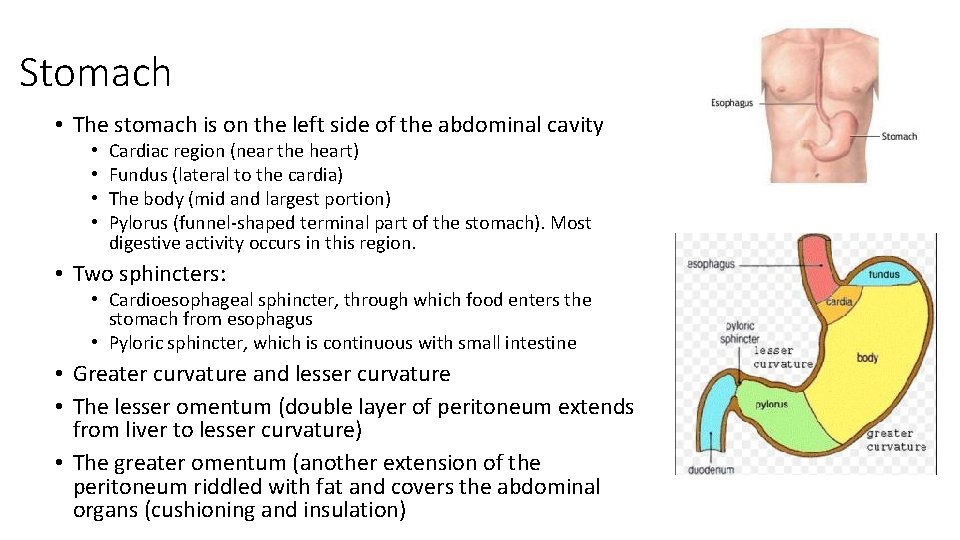 Stomach • The stomach is on the left side of the abdominal cavity •