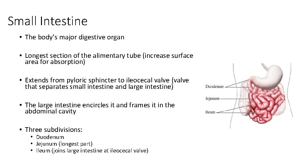 Small Intestine • The body’s major digestive organ • Longest section of the alimentary