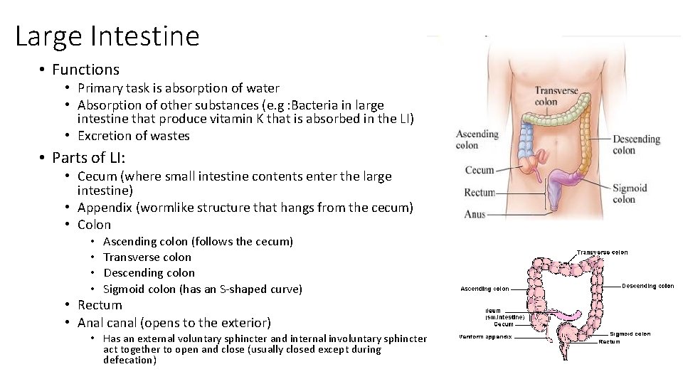 Large Intestine • Functions • Primary task is absorption of water • Absorption of